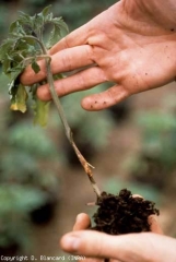 Alterazione da marrone chiaro a beige, marrone alla periferia sulla pianta giovane (si è sviluppata dai cotiledoni).  <b> <i> Botrytis cinerea </i> </b>