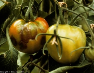 Numerose necrosi brune diffuse che ricoprono tutti i frutti di un bouquet (spesso i primi due). <b><i>Tobacco mosaic virus</i></b>, TMV