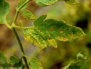 Necrosi bruna diffusa che copre tutte le foglioline, accompagnata da ingiallimento. <b><i>Potato virus Y</i></b>, PVY. Ceppo necrogeno.