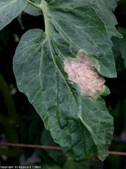 Grande macchia, considerata anche una spiaggia più o meno grassa.  <b> <i> Phytophthora infestans </i> </b> (peronospora)