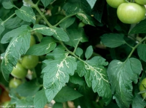 Diversi volantini di questa pianta di pomodoro hanno gallerie sinuose formate nella lamina fogliare da larve di <b> minatori di foglie</b>