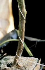 Lesione corticale bruno-rosata che si estende per diversi centimetri sopra il collo.  <b> <i> Fusarium oxysporum </i> f.  sp.  <i> radicis-lycopersici </i></b>, FORL