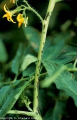 Lesioni più allungate, da marroni a nere, sono visibili sugli steli e sui piccioli.  <b> <i> Xanthomonas campestris </i> pv.  <i> vesicatoria </i> </b> (crosta batterica)