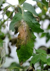 Le macchie, dal margine piuttosto livido, appaiono poco definite sulla pagina superiore del lembo fogliare;  i tessuti danneggiati assumono una tinta verde scuro e rapidamente necrosi (imbrunimento di alcune vene).  <i> <b> Phytophthora infestans </b> </i>