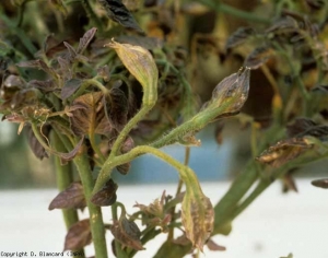 Questi fiori di pomodoro piuttosto violacei hanno un calice allargato che conferisce loro l'aspetto di una pelle.  <b> <i> Candidatus </i> Phytoplasma solani </b> (stolbur)