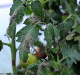 Diversi volantini sono ora colpiti;  le aree oleose e marroni sono chiaramente visibili.  <i> <b> Phytophthora infestans </b> </i>