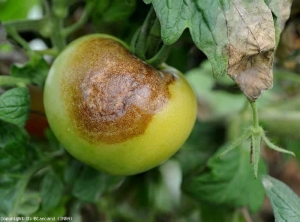 Questo compito è più avanzato.  È marrone, ben screziato e irregolare in superficie.  <i> <b> Phytophthora infestans </b> </i> (peronospora)