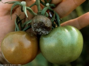 Frutto "muffa" giovane di colore marrone parzialmente ricoperto di feltro bianco.  <i> <b> Phytophthora infestans </b> </i> (peronospora)