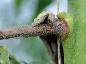 Dopo aver colonizzato il picciolo di una foglia, <b> <i> Botrytis cinerea </i> </b> ora inizia un cancro sullo stelo.  Il picciolo alterato è brunastro e abbondantemente ricoperto da una vistosa muffa grigia.