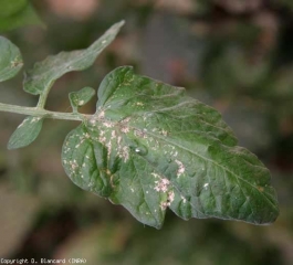 Numerose lesioni necrotiche, di grandezza variabile, ricoprono questo foglio, legate alla presenza di tripidi, qui <i><b> Frankliniella occidentalis</b> </i>.