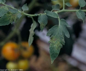 Lesioni discrete, piccole, brunastre di colore bruno-rossastro sono distribuite vicino alle vene. <b><i>Pepino mosaic virus</i></b>, PepMV.