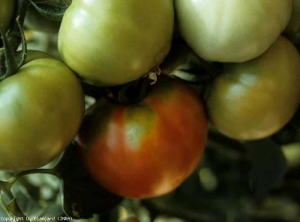 La zona del picciolo di questo frutto non è maturata in modo uniforme;  rimangono alcune macchie verdi immature. <b><i>Tomato mosaic virus</i></b>, ToMV