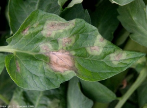 Questa fogliolina ha diversi punti abbastanza caratteristici di peronospora sul pomodoro che si trovano a diversi stadi di sviluppo.  Si noti che prima assumono una tinta verde pallido e successivamente si necrosi gradualmente. <i><b>Phytophthora infestans</b></i> (Peronospora).