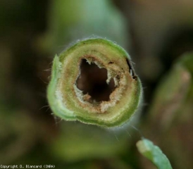 Una sezione trasversale in questo gambo di pomodoro mostra la decomposizione e la decomposizione del midollo che è marrone o nerastro.  <b> <i> Pseudomonas corrugata </i> </b>.