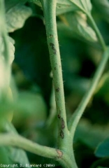 Lesioni marroni sono visibili sugli steli.  <b> <i> Pseudomonas syringae </i> pv.  <i> pomodoro </i> </b>