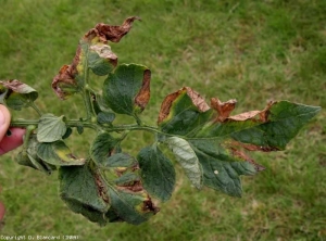 Diversi foglietti su questa foglia mostrano le stesse lesioni necrotiche a forma di V che sono aureole con un margine clorotico.  <b> <i> Verticillium dahliae </i> </b>