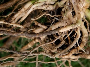 Diverse radici colonizzate da <b> <i> Colletotrichum coccodes </i> </b> mostrano una corteccia più o meno bruna e opaca.