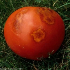 Punaise_tomate2