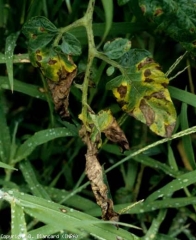 Alla fine, le foglioline punteggiate da numerose macchie marroni diventano fortemente gialle e alla fine si seccano.  <i> <b> Alternaria tomatophila </b> </i>