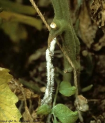 botryosporium_tomate_DB_794_566