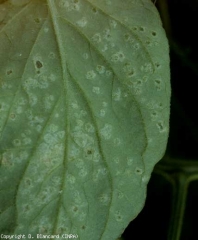 Alcune macchie clorotiche sono visibili su questa foglia di pomodoro.  <b> Intumescenze </b> (edema)