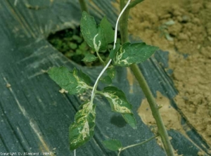 Molte foglioline di questa foglia hanno diverse mine più o meno sinuose.  <b> <i> Liriomyza </i> sp. </b> (minatori fogliari)