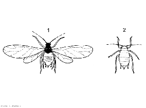 puceron_Figure34_tomate_DB_825