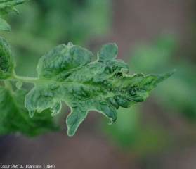 Cette foliole affectée par le ToMV montre un limbe fortement déformé et boursoufflé. <b>Virus de la mosaïque de la tomate</b>