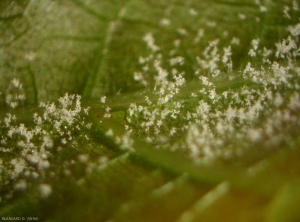 Quando le condizioni climatiche sono favorevoli, si può facilmente osservare la sporulazione di <i> Plasmopara viticola </i> sulla superficie degli organi contaminati.