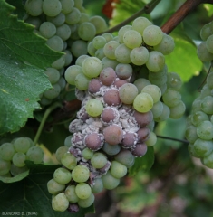 Sui vitigni a bacca bianca, gli acini colpiti da <i> <b> Botrytis cinerea </b> </i> diventano marroni e sulla loro superficie si diffonde una muffa grigia.