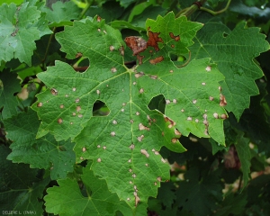 Piccola circolare a poligonale copre parzialmente questa foglia di fico.  Di colore marrone chiaro, sono delimitati da un bordo marrone scuro.  <b> <i> Guignardia bidwellii </i> </b> 